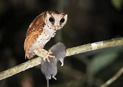 Apa Makanan Burung Hantu Liar